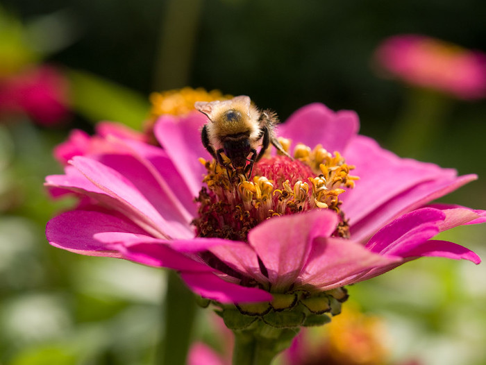 flowers_059.jpg