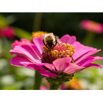 flowers_059.jpg