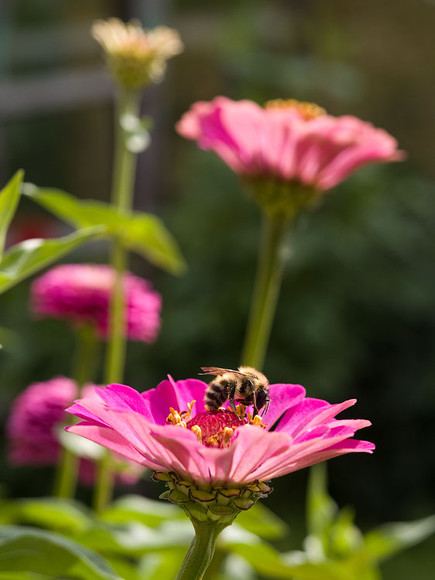 flowers_060.jpg