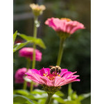 flowers_060.jpg