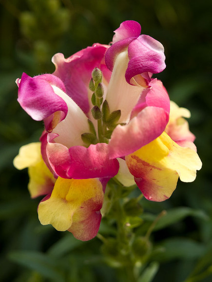 flowers_061.jpg