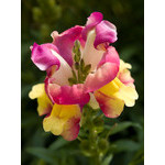 flowers_061.jpg
