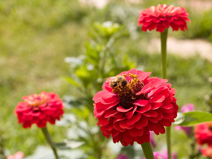 flowers_063.jpg