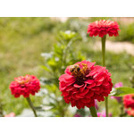 flowers_063.jpg