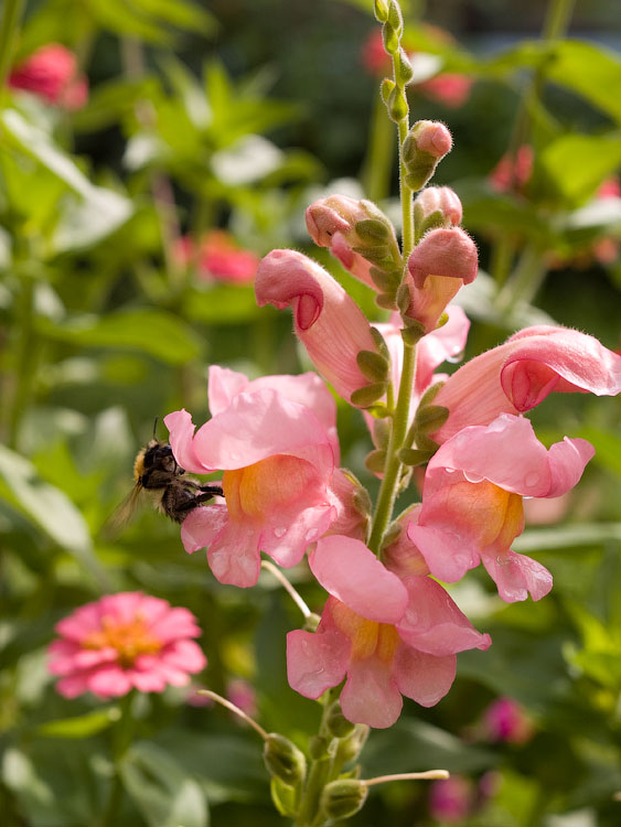 flowers_064.jpg