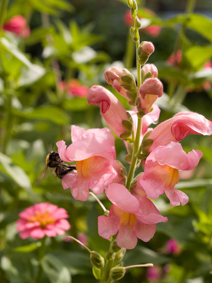 flowers_064.jpg