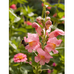 flowers_064.jpg
