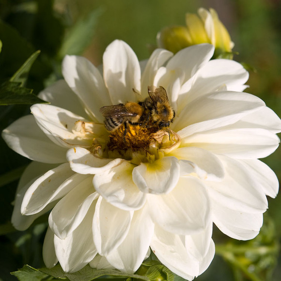 flowers_065.jpg