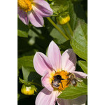 flowers_066.jpg