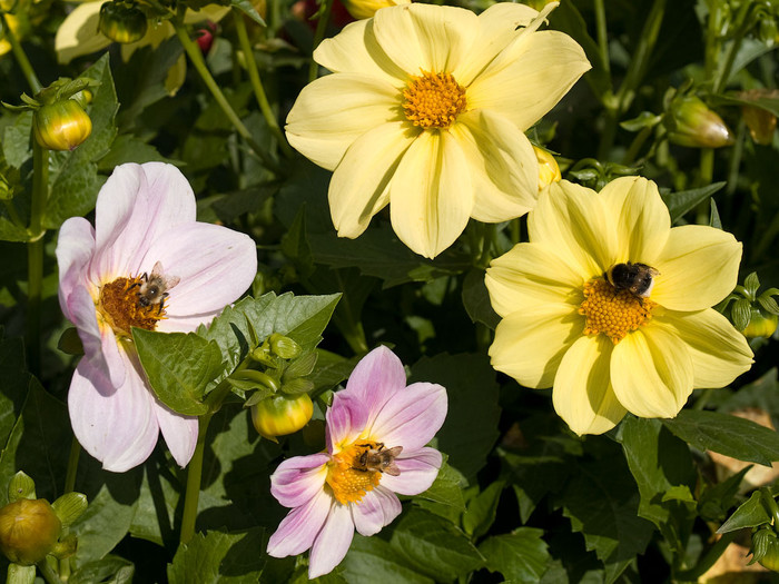 flowers_067.jpg
