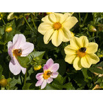 flowers_067.jpg