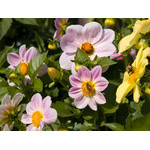 flowers_068.jpg