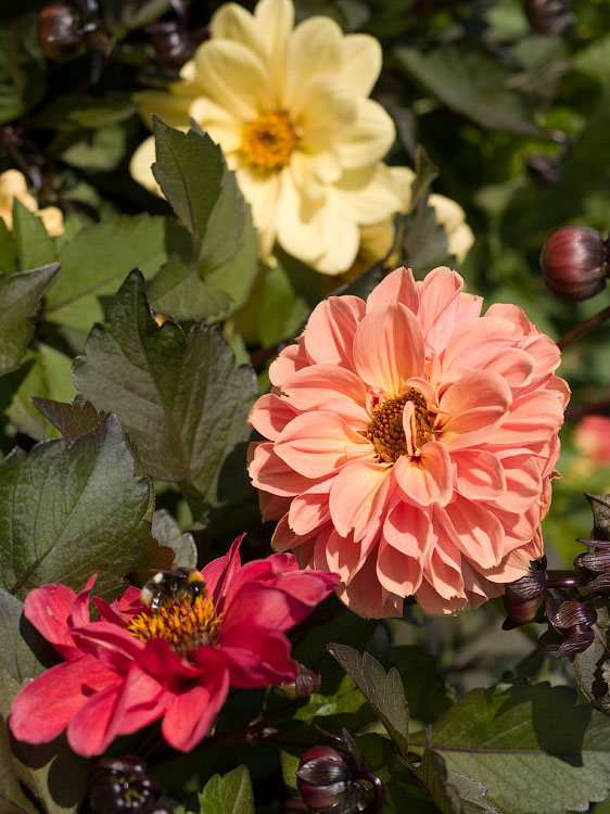 flowers_069.jpg