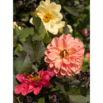 flowers_069.jpg