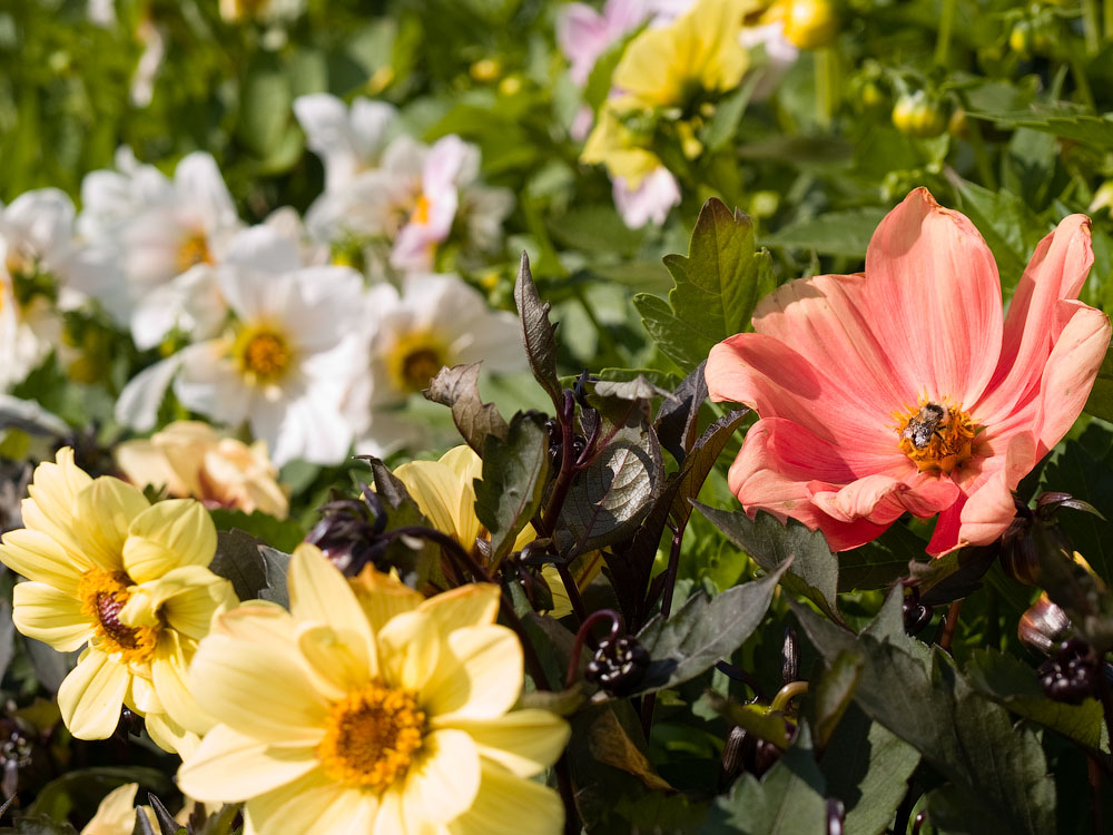 flowers_070.jpg