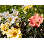 flowers_070.jpg