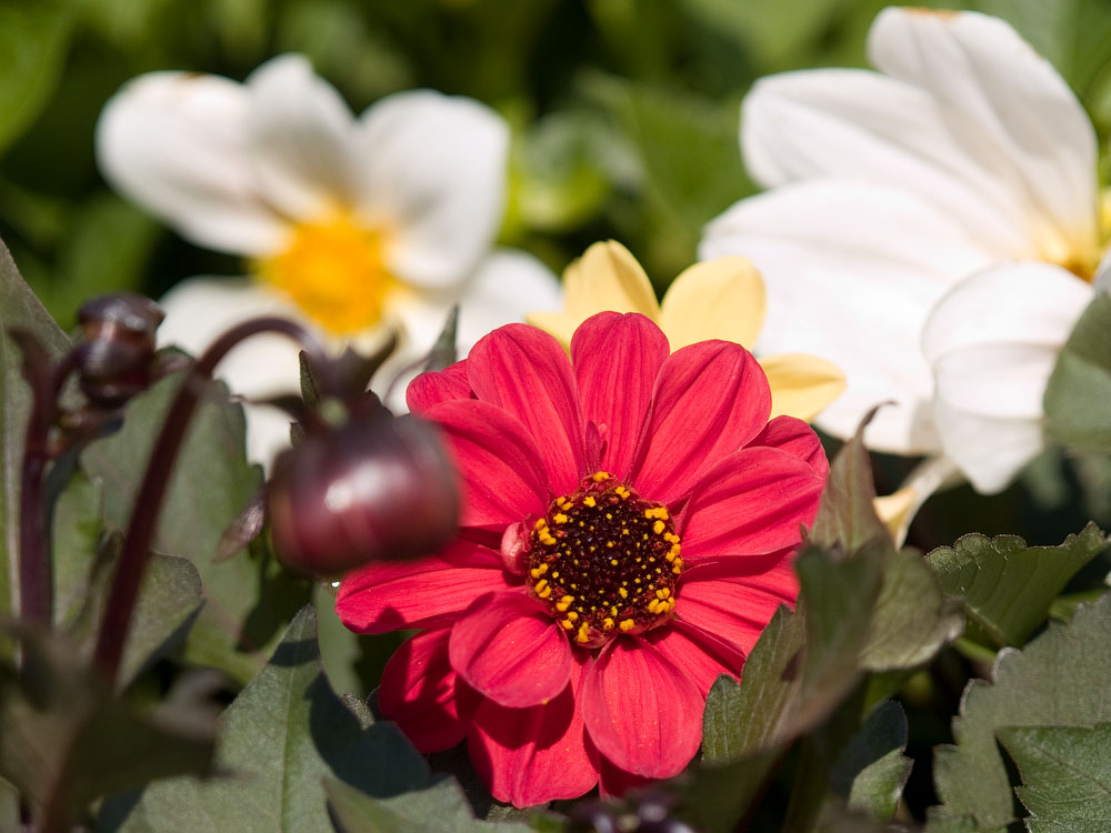 flowers_071.jpg