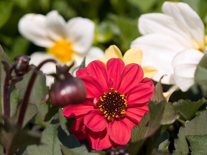 flowers_071.jpg