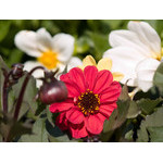 flowers_071.jpg