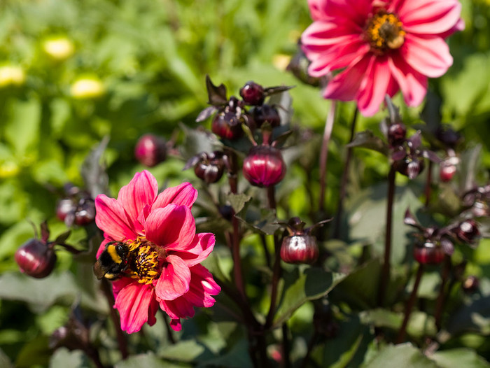 flowers_072.jpg