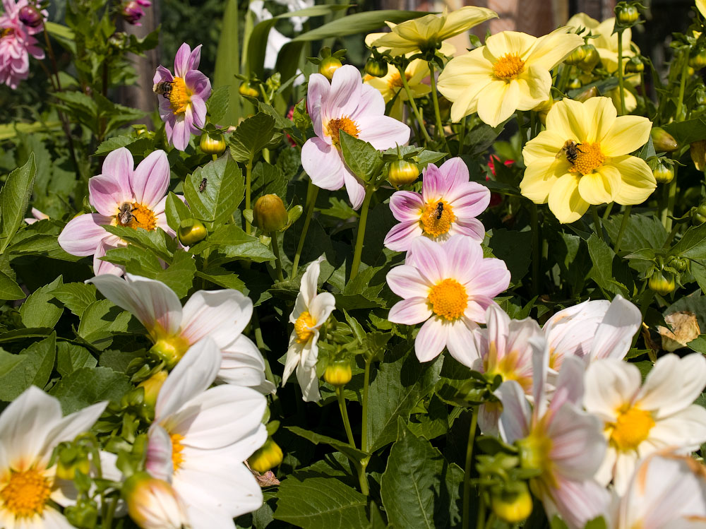 flowers_073.jpg