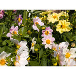 flowers_073.jpg