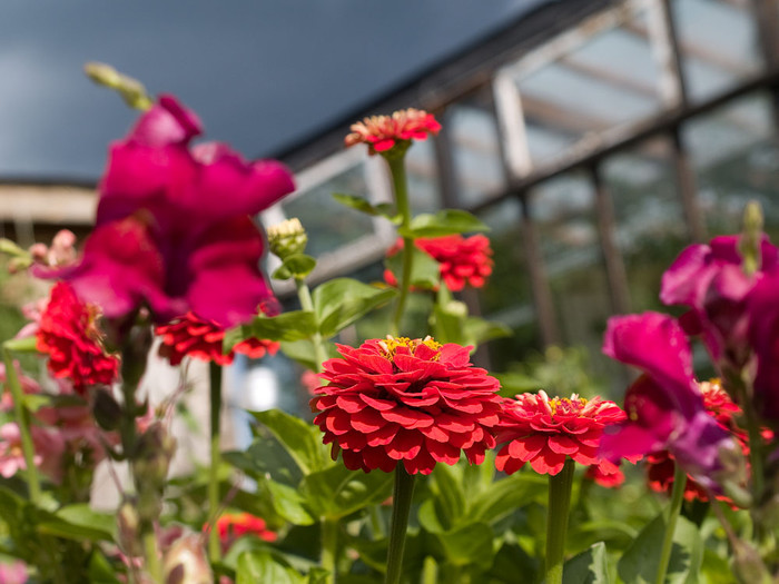 flowers_074.jpg