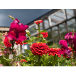 flowers_074.jpg
