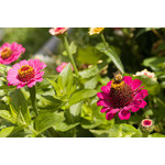 flowers_075.jpg