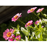 flowers_076.jpg