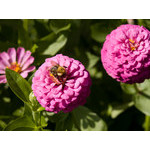 flowers_077.jpg