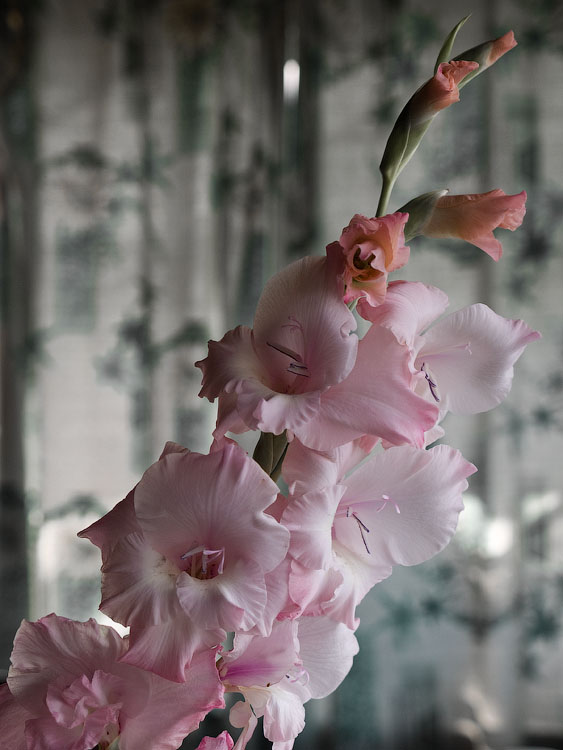 flowers_078.jpg