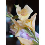 flowers_079.jpg
