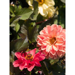 flowers_080.jpg