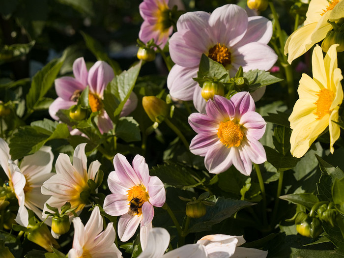 flowers_081.jpg