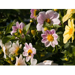 flowers_081.jpg