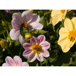 flowers_083.jpg