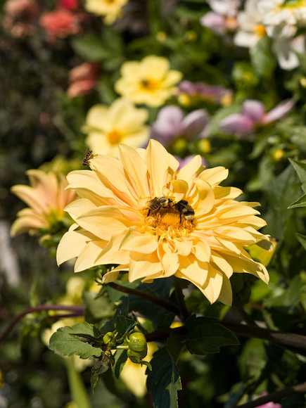 flowers_084.jpg
