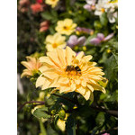 flowers_084.jpg