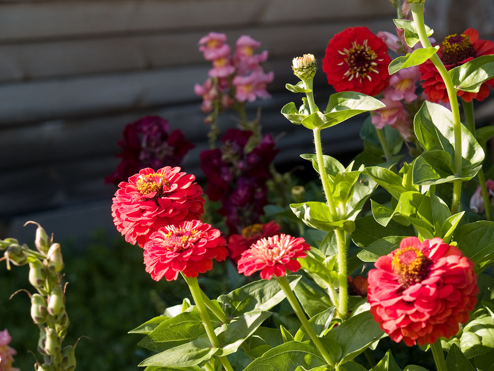 flowers_085.jpg
