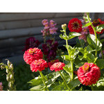 flowers_085.jpg