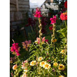 flowers_086.jpg