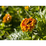 flowers_087.jpg