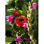 flowers_088.jpg