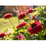 flowers_089.jpg