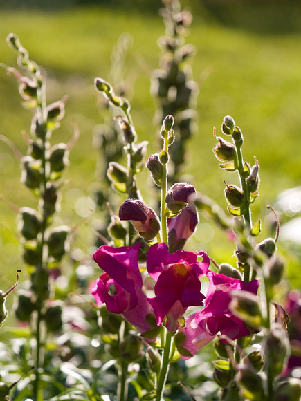 flowers_090.jpg