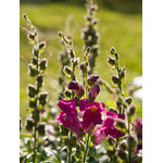 flowers_090.jpg