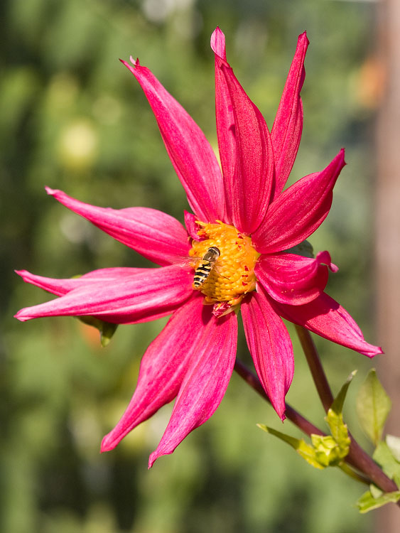 flowers_091.jpg