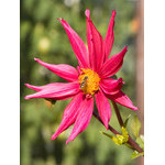 flowers_091.jpg
