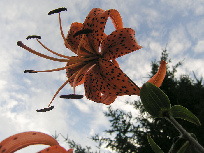 flowers_092.jpg